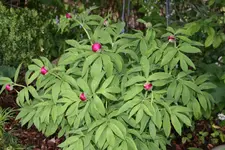 Pfingstrosen1419.webp