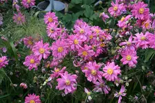 Herbstanemone   0221.webp