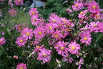 Herbstanemone   0221.JPG