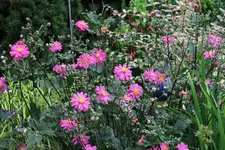 Herbstanemone 0121.webp