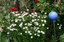 Kalimeris  0121.webp