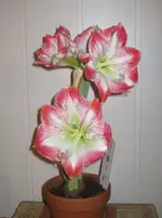 Amaryllis.webp