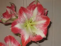 Amaryllis1.webp