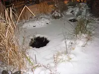 Teich Winter.webp