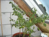 CIMG2735.webp