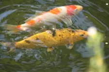 KOI (9) [640x480].webp