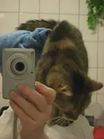 Katzen.webp