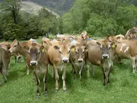 Fruehling 2008 280 v.webp