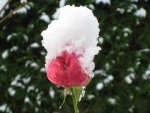 IMG_2985 Rose rot im Schnee.jpg