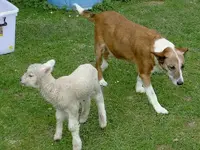 Tiere alt 491 v.webp