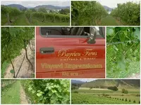 Vinyard Impressionen.webp
