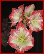 Amaryllis bearbeitet1.webp