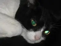 Katzen 001 Lucy.webp
