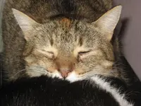 Katzen 003 hautnah.webp