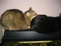 Katzen 004 beide.webp