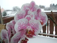 Orchidee gepunktet...webp