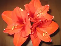 Amaryllis rot.webp
