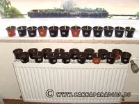 Canna vermehren.JPG