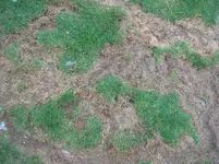 Rasenfaulstellen_18.01.10.webp