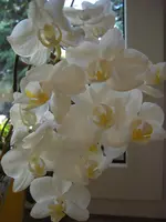 CIMG5815.webp