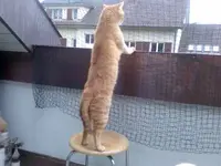 neugierige katze.webp