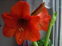 CIMG5082.webp