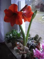 CIMG5066.webp