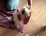 PDVD_009.webp