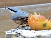 DSC01969.webp