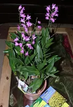 Orchidee Dendrobium Berry Oda.webp