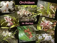 Orchideen im Garten v.webp