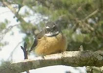 Fantail (3) v.webp