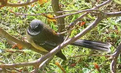 Fantail (60) v.webp