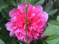 DSC00011.webp
