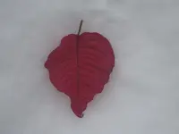 Woher kommt das Blatt im Schnee.webp