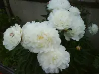 9967.webp