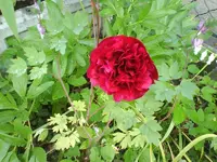 9968.webp