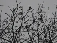 Januar 2010 Garten 001-1.webp