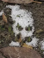 Januar 2010 Garten 006-6.webp