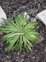 Januar 2010 Garten 002-2.webp