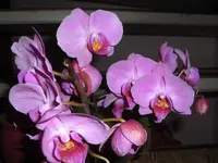 CIMG5824.webp