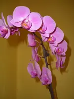 CIMG5839.webp