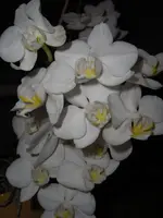 CIMG5819.webp