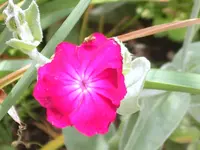 SA500279.webp