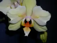 Phal. gelb.webp