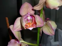 Phal. pelorisch.webp