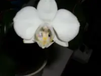 Phal. weiss.webp