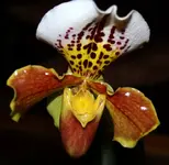 IMG_0018 (3) [800x600].webp