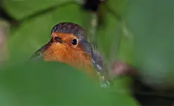 Vogel im Baum Bot.webp