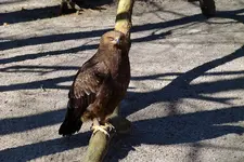 Greifvogel.webp